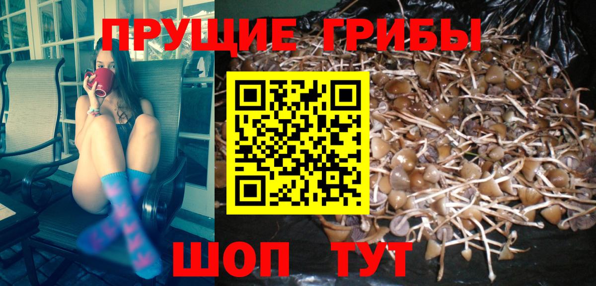 Галлюциногенные грибы мицелий Черняховск